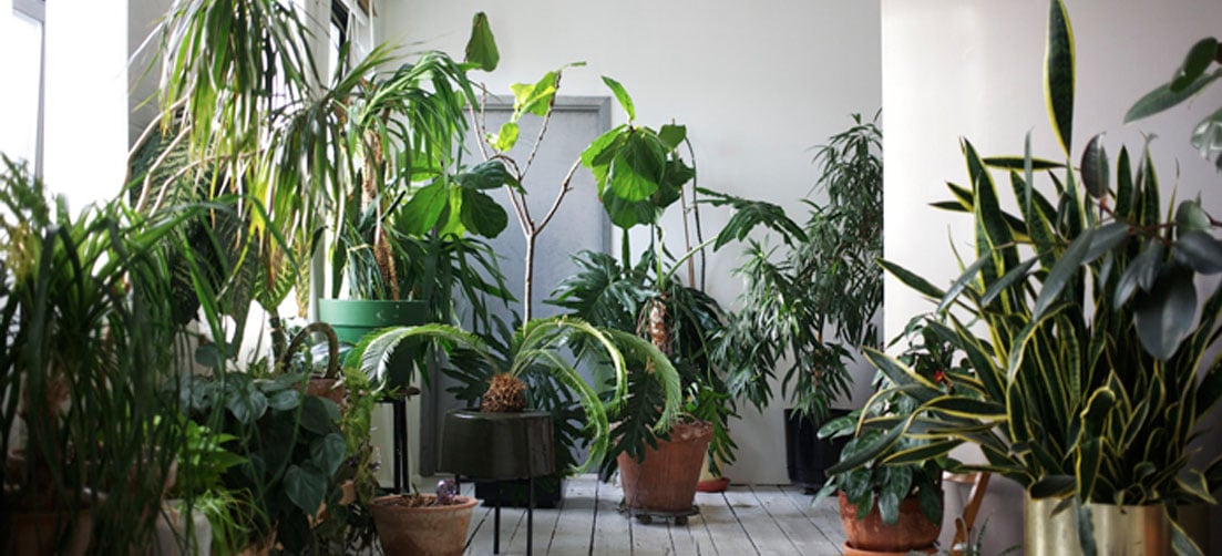 Best Plants For Your Interior That Do Not Require Much Care | MILLE