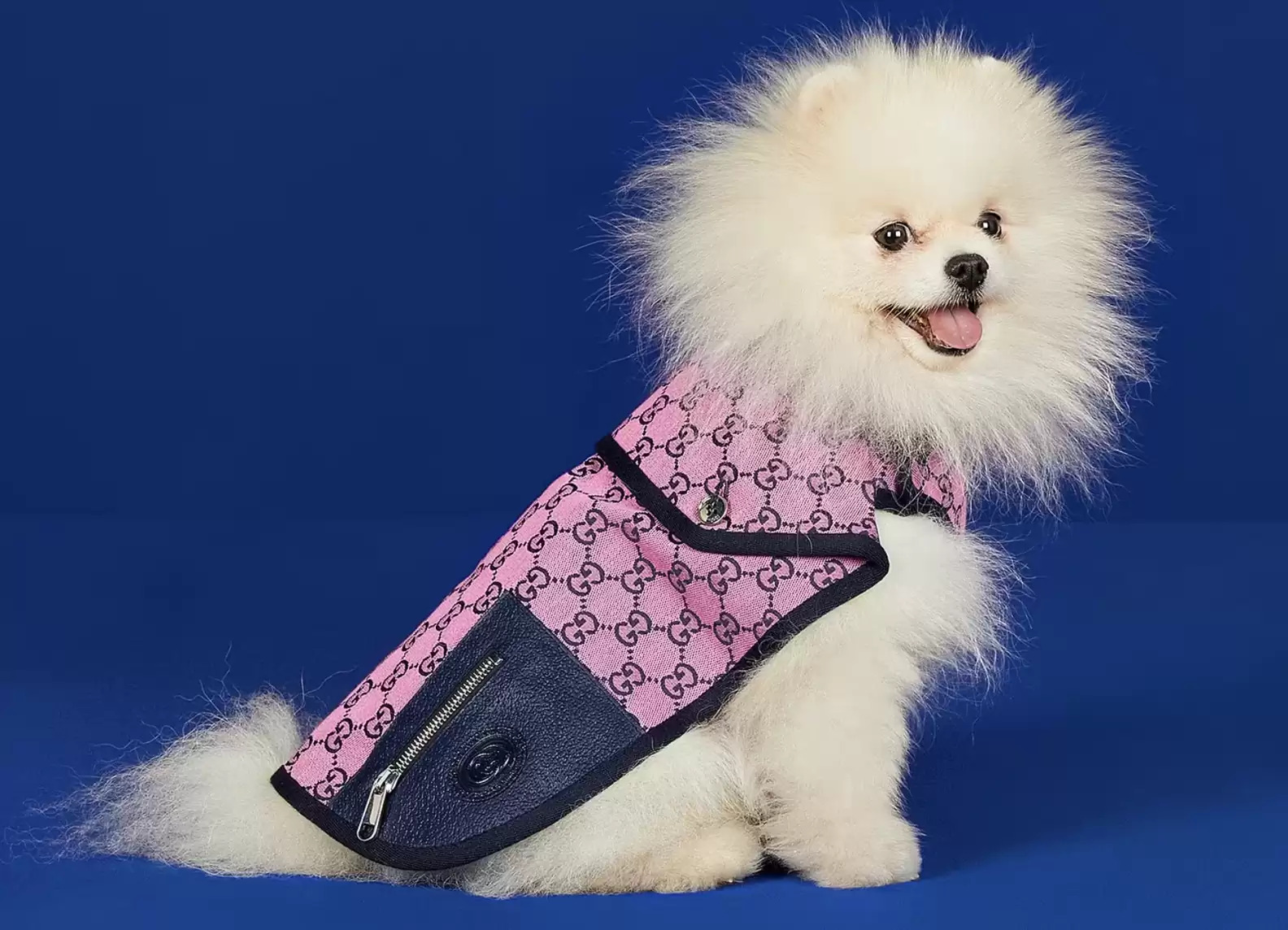 pamper your furry friends with the new gucci pet collection