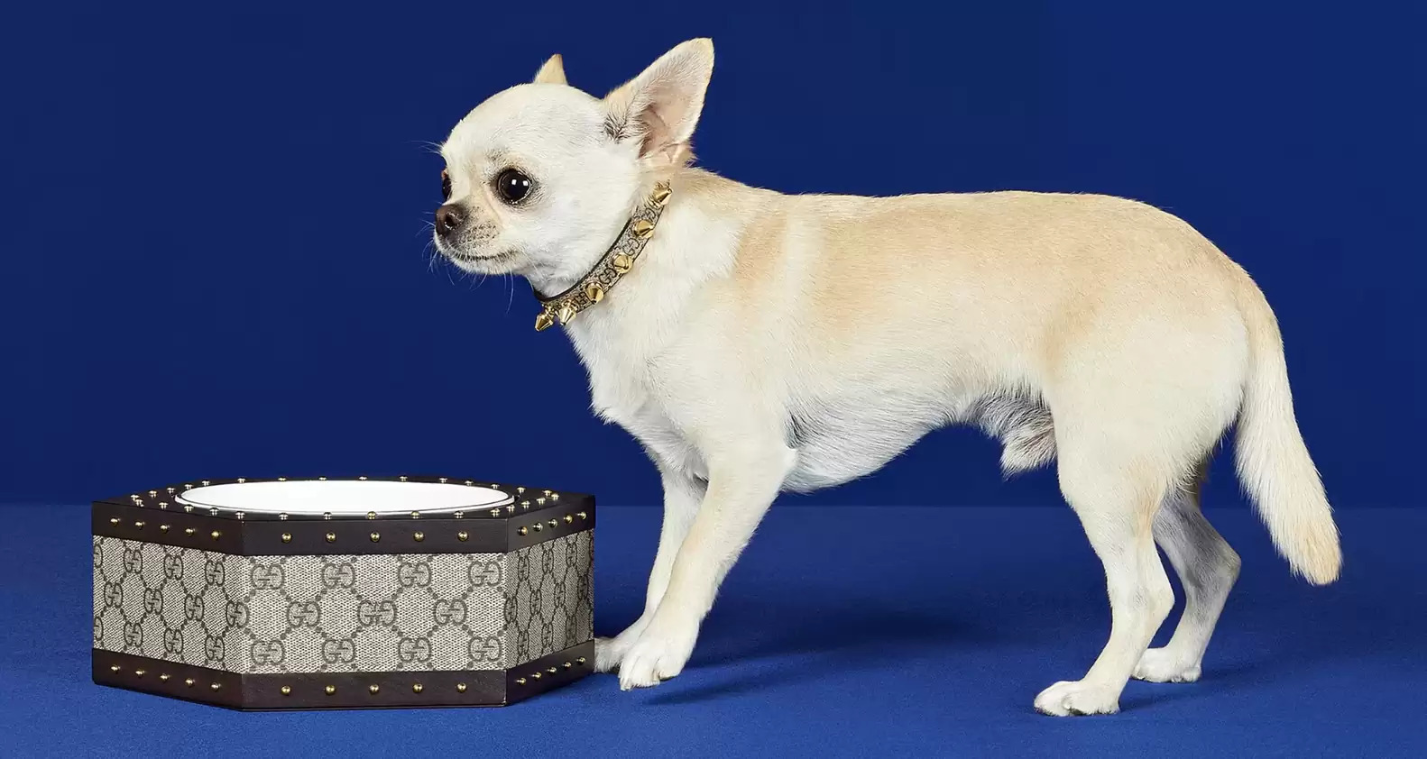 Meet Gucci #dog #friendship #chow